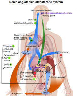 Ренин-ангиотензин альдостероновая система