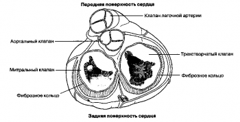 Рис. 1. Четыре сердечных клапана; вид сверху через удаленные предсердия.